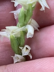 Spiranthes casei