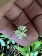 Spiranthes casei