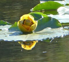 Nuphar polysepala