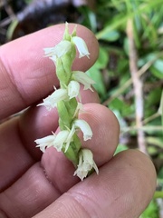 Spiranthes casei