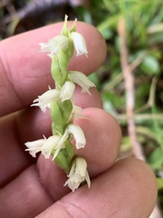 Spiranthes casei