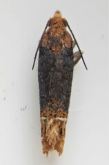 Eucosma ochroterminana