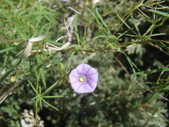 Ipomoea costellata