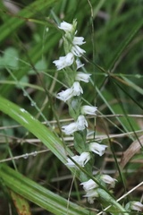 Spiranthes casei