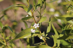 Myoporum montanum