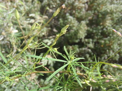 Ipomoea costellata