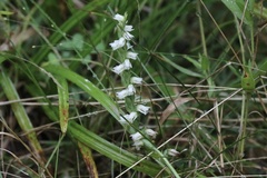 Spiranthes casei