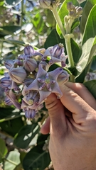 Calotropis gigantea