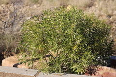 Myoporum montanum