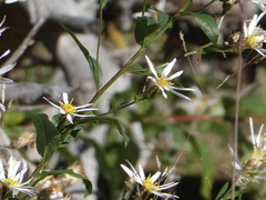 Eucephalus engelmannii