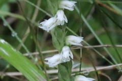 Spiranthes casei