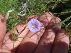 Ipomoea costellata