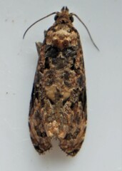 Endothenia hebesana