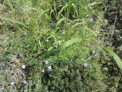 Ipomoea costellata