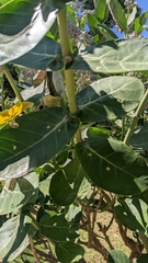 Calotropis gigantea