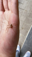 Loxosceles rufescens