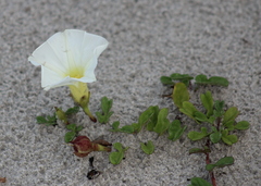 Ipomoea imperati