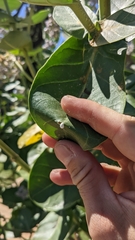 Calotropis gigantea