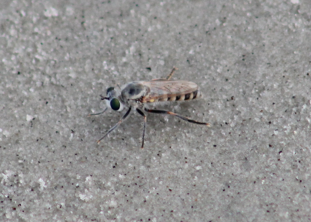 Beach Robber Fly
