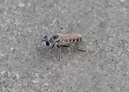 Beach Robber Fly