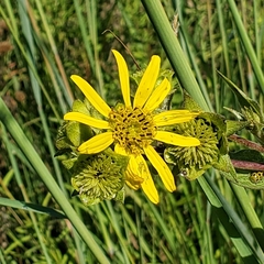 Silphium