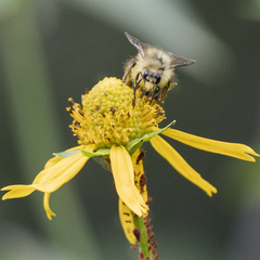 Bombus huntii