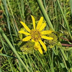 Silphium