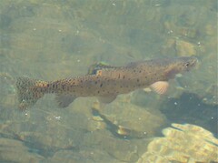 Oncorhynchus clarkii