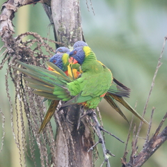 Trichoglossus moluccanus