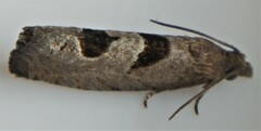 Eucosma tomonana