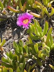 Carpobrotus chilensis