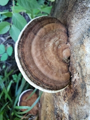 Ganoderma lobatum