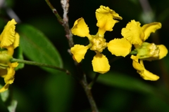 Echinopterys eglandulosa