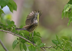 Setophaga kirtlandii