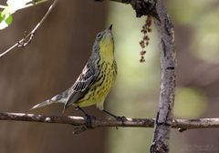 Setophaga kirtlandii