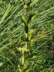 Silphium