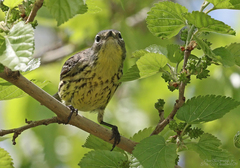 Setophaga kirtlandii