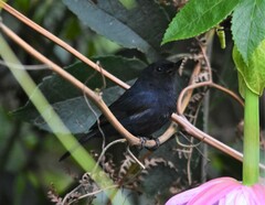 Diglossa albilatera