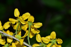 Echinopterys eglandulosa