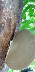 Ganoderma lobatum
