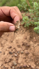 Phrynosoma hernandesi