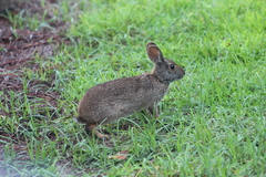 Sylvilagus palustris