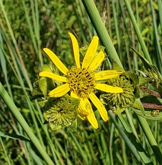 Silphium