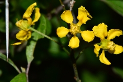 Echinopterys eglandulosa