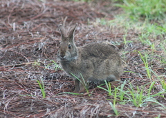 Sylvilagus palustris