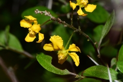 Echinopterys eglandulosa