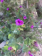 Mirabilis multiflora