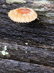 Heliocybe