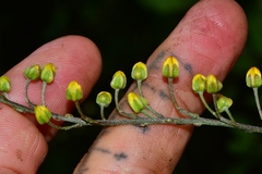 Echinopterys eglandulosa