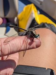 Dromogomphus spinosus